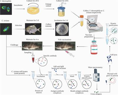 Protection of Grouper Against Cryptocaryon irritans by Immunization With Tetrahymena thermophila and Protective Cross-Reactive Antigen Identification